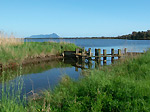 Dal Parco del Circeo...da Armando LombardiTusilago tartara bianca - foto Luigi Giupponi