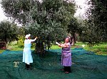 Raccolta delle olive con battitore elettrico, che aiuta a ridurre lo sforzo fisico e il tempo impiegato (novembre 08) - FOTOGALLERY