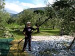 Raccolta delle olive con battitore elettrico, che aiuta a ridurre lo sforzo fisico e il tempo impiegato (novembre 08) - FOTOGALLERY