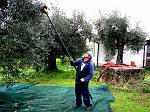 Raccolta delle olive con battitore elettrico, che aiuta a ridurre lo sforzo fisico e il tempo impiegato (novembre 08) - FOTOGALLERY