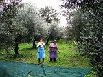 Raccolta delle olive con battitore elettrico, che aiuta a ridurre lo sforzo fisico e il tempo impiegato (novembre 08) - FOTOGALLERY