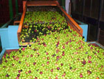Dalla raccolta delle olive alla preparazione dell'olio extravergine