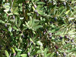 Le olive pronte per essere colte - foto Armando Lombardi