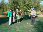 Raccolta olive con rastrelletti a mano - foto Armando Lombardi (in foto)