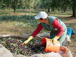 Lidia raccoglie per la stipatura - foto Armando Lombardi