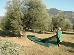 Preparazione delle reti per la raccolta - foto Armando Lombardi