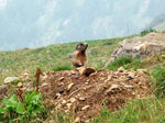 Marmotta in sentinella alla Casera del Bitto in Val Varrone in  Alta Val Gerola- SO) - foto Armando Lombardi