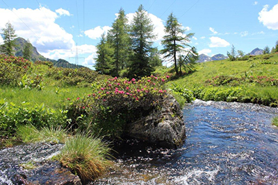 Fiori d'inizio estate a Foppolo - fotogallery