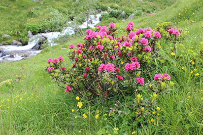 Fiori d'inizio estate a Foppolo - fotogallery