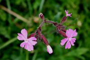 Fiori d'inizio estate a Foppolo - fotogallery