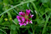 Fiori d'inizio estate a Foppolo - fotogallery