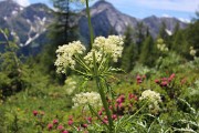 Fiori d'inizio estate a Foppolo - fotogallery