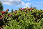 Fiori d'inizio estate a Foppolo - fotogallery