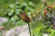 IMG_1163