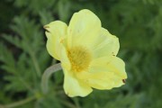 Fiori d'inizio estate a Foppolo - fotogallery