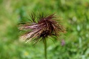 Fiori d'inizio estate a Foppolo - fotogallery