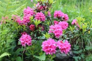 Fiori d'inizio estate a Foppolo - fotogallery