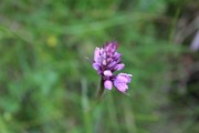 IMG_1222