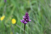 IMG_1230