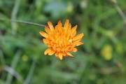 Fiori d'inizio estate a Foppolo - fotogallery