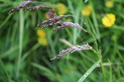 IMG_1234