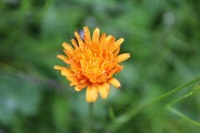 IMG_1235