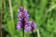 IMG_1263
