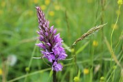 IMG_1265