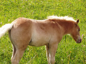 Cavallo al pascolo - foto Aurelio Paganoni