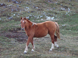 Bel cavallo sui pascoli di San Simone