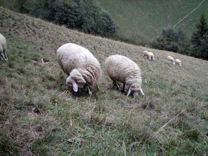 Pecore, cariche di lana, al pascolo