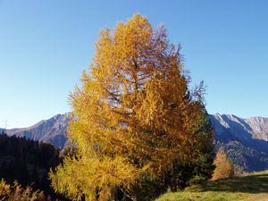 Larice d'autunno a Foppolo ( 26 ottobre 08)