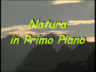 Natura in primo piano