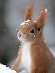 Lo scoiattolo brizzolato di neve - foto di Baldovino Midali
