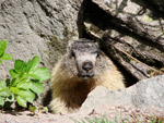 Marmotta sull'ingresso di casa sua 