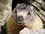 Marmotta sull'ingresso di casa sua 