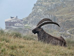 Stambecco al Rifugio Coca