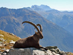 Stambecco al Rifugio Coca