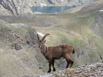 Stambecco al Lago Campelli - 19 giugno 08