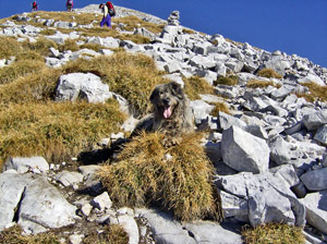Skubi, escursionista a 4x4 zampe in Arera! - foto Claudio Toscani 3 nov. 07