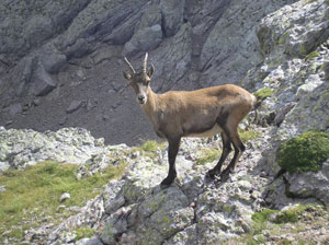 Sulle rocce del Pizzo Tre Signori - foto Daniele Spinnato