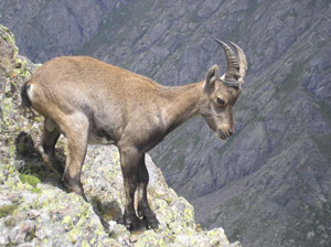 Stambecco sulle rocce del Pizzo Tre Signori - foto Daniele Spinnato 28 luglio 07