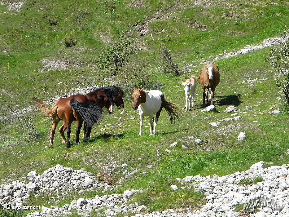 5-cavalli.jpg