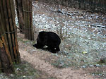 Esemplare di orso non ancora in letargo al santuario di San Remedio - foto Diego Zanchi