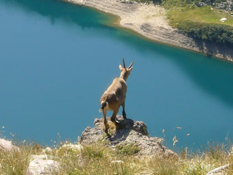 SALITA AL PIZZO DEL BECCO DALLA FERRATA CON DISCESA DAL PASSO DI SARGEGNANA il 6 settembre 2009 - FOTOGALLERY