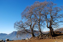 Giro ad anello: Fuipiano, i Tre Faggi, la Madonna dei Canti e infine il passo del Grassello - fotogallery - Dimitri Salvi 29 dic. 07