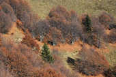 VEDI IN GRANDE - Verso il Rif. Grassi - foto Dimitri Salvi