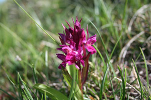 Dactylorhiza sambucina sul Pizzo Baciamorti - foto Duilio Gervasoni 12 maggio 07