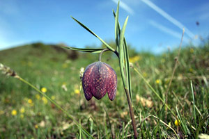 Fritillaria tubiformis sul Pizzo Baciamorti - foto Duilio Gervasoni 12 maggio 07