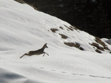 ATTRAVERSO LA VAL SANGUIGNO FINO IN CRESTA ALLA COSTA DI CORNA ROSSA sabato 5 marzo 2011 - FOTOGALLERY